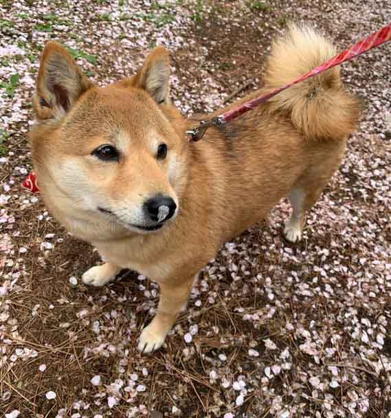 柴犬と桜