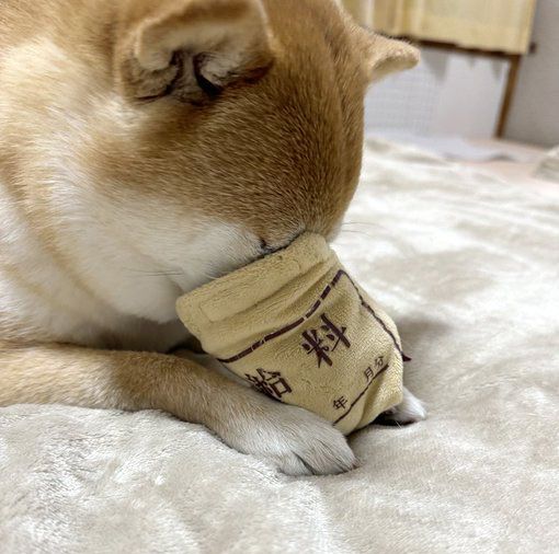 柴犬