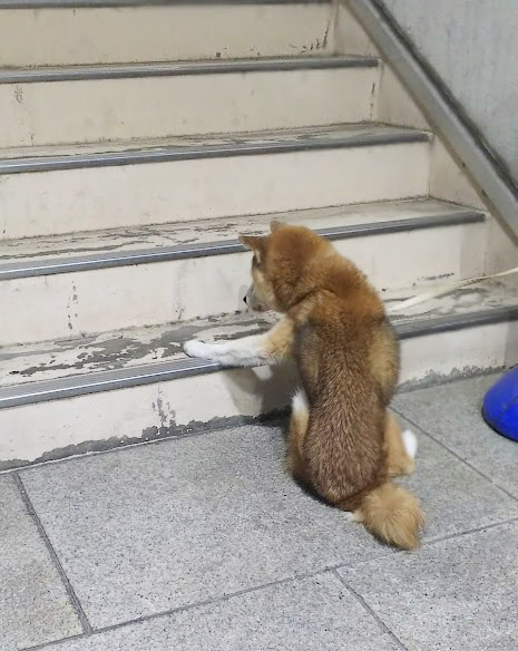 柴犬