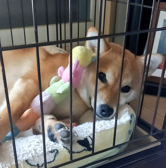 柴犬