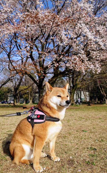 柴犬