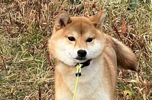 柴犬