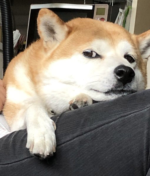 柴犬