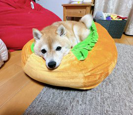 柴犬