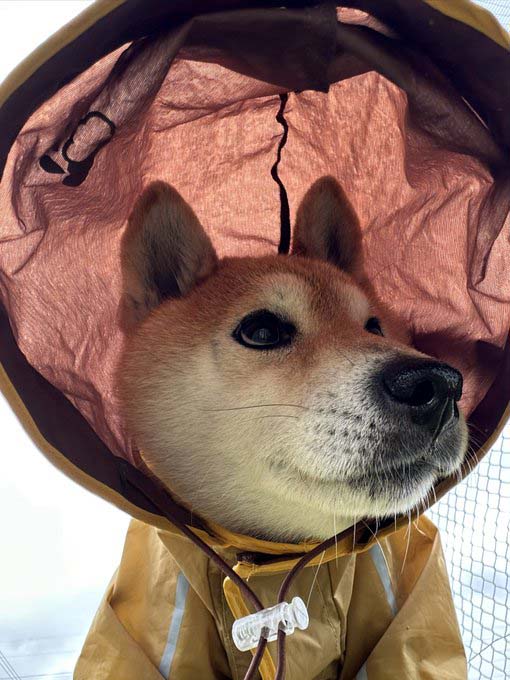 柴犬