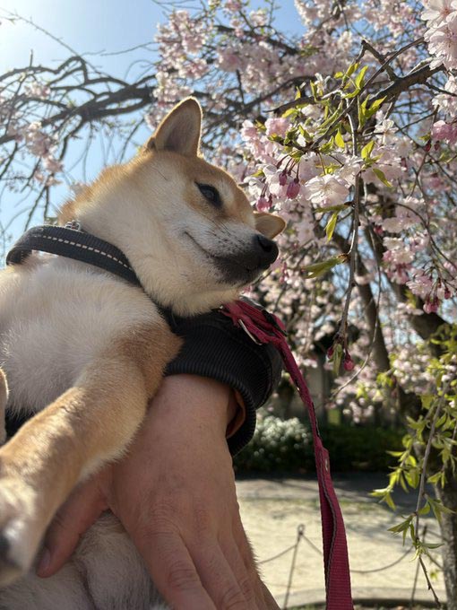 柴犬