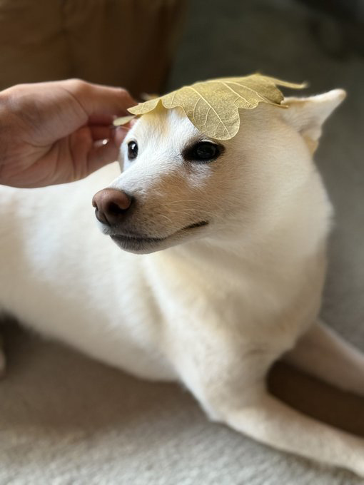 柴犬
