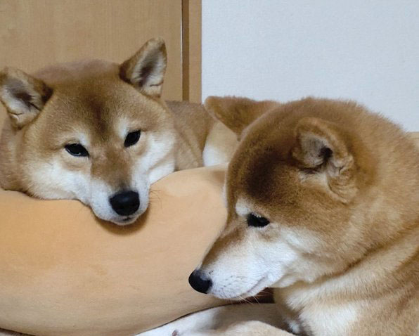 柴犬