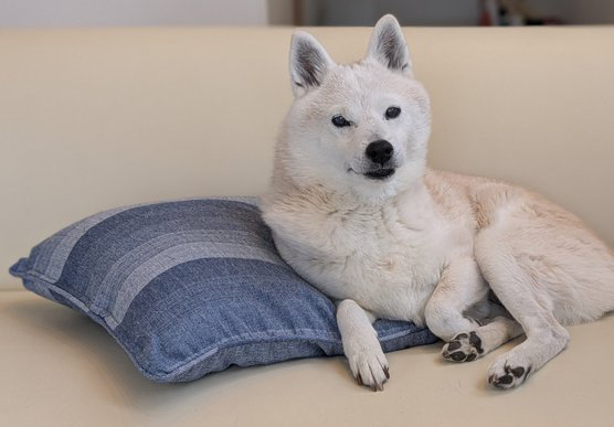 柴犬