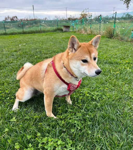 柴犬