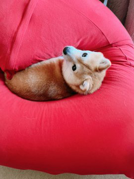 柴犬