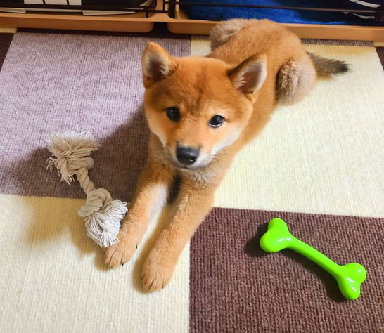 柴犬　子犬