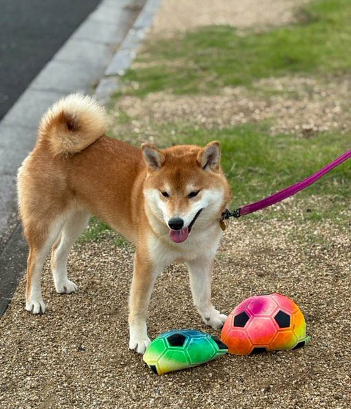 柴犬
