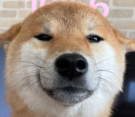 柴犬