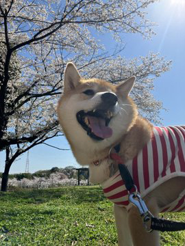柴犬