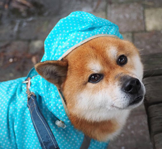 柴犬