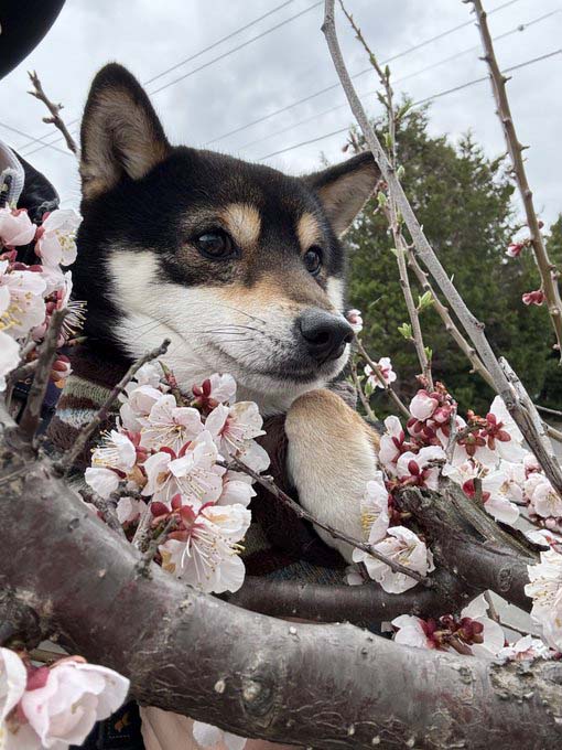 黒柴と桜