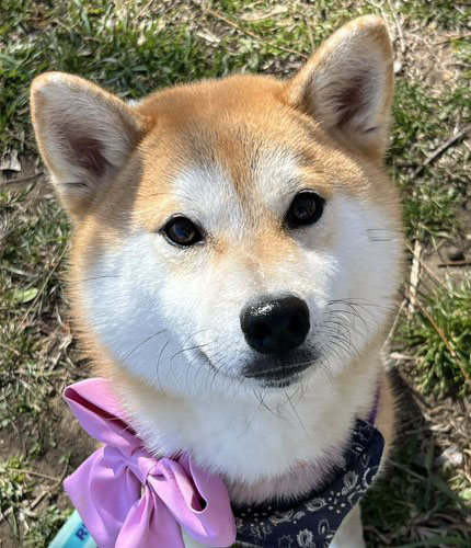 柴犬