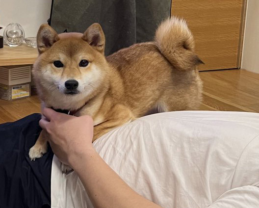 柴犬