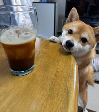 柴犬