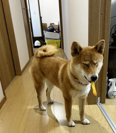 柴犬