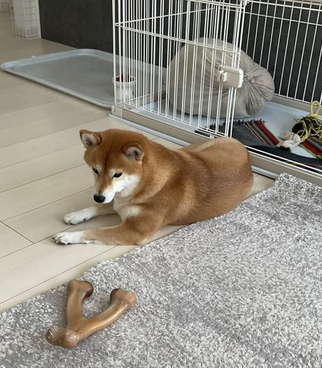 柴犬