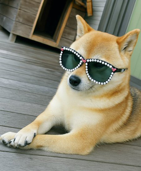 柴犬