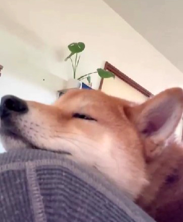 柴犬