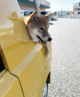 柴犬
