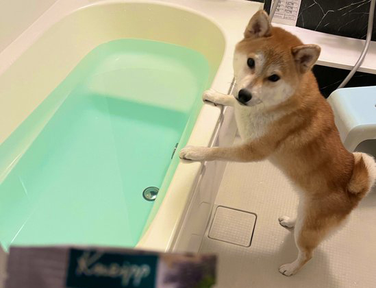 柴犬