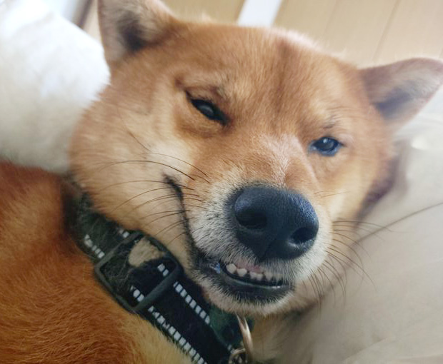 柴犬