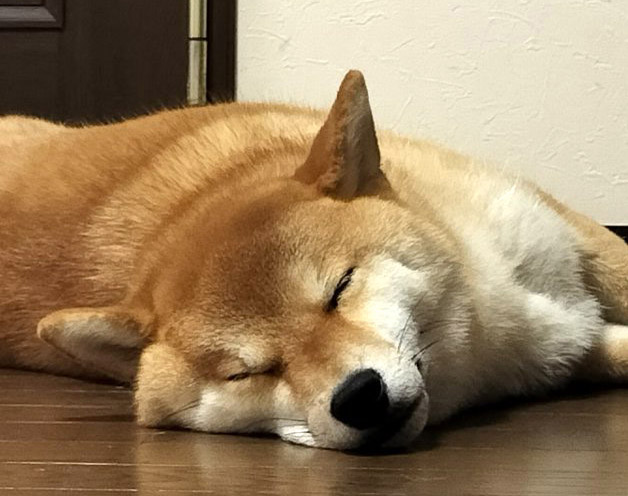 柴犬