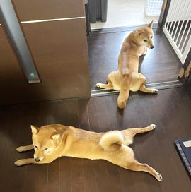 柴犬