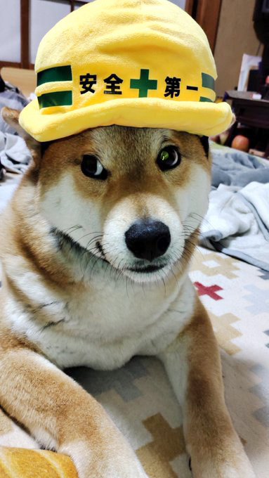 柴犬