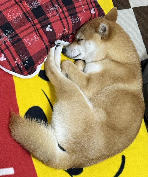 柴犬