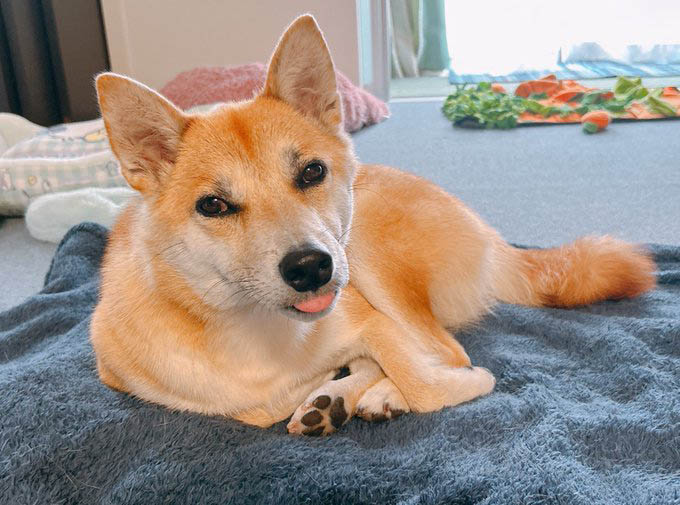 柴犬