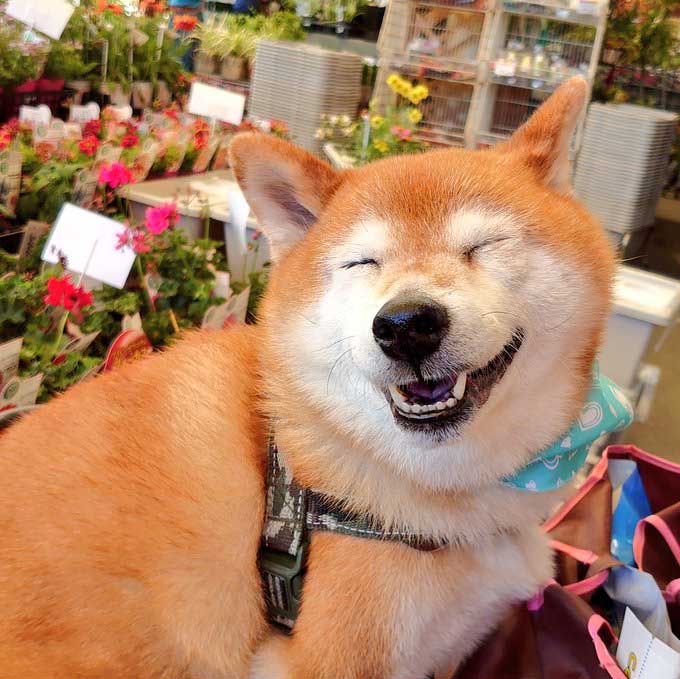 柴犬