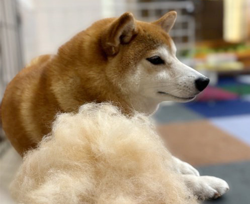 柴犬