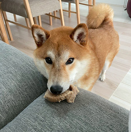 柴犬