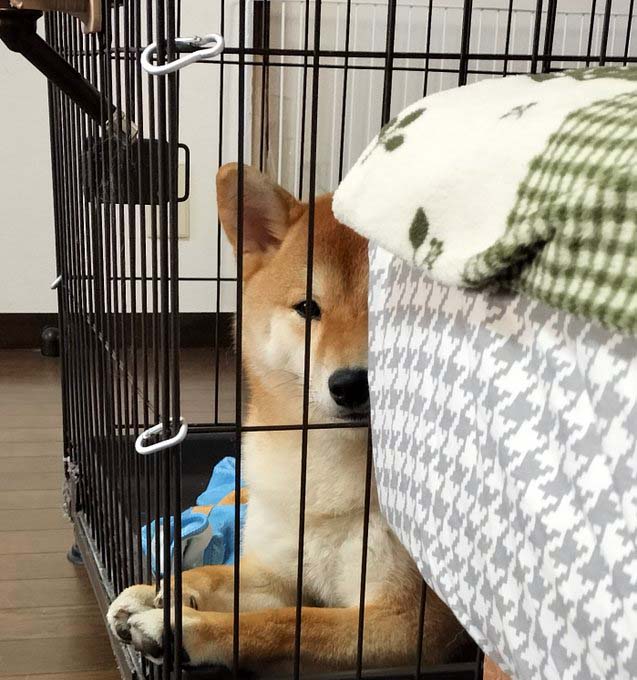 柴犬