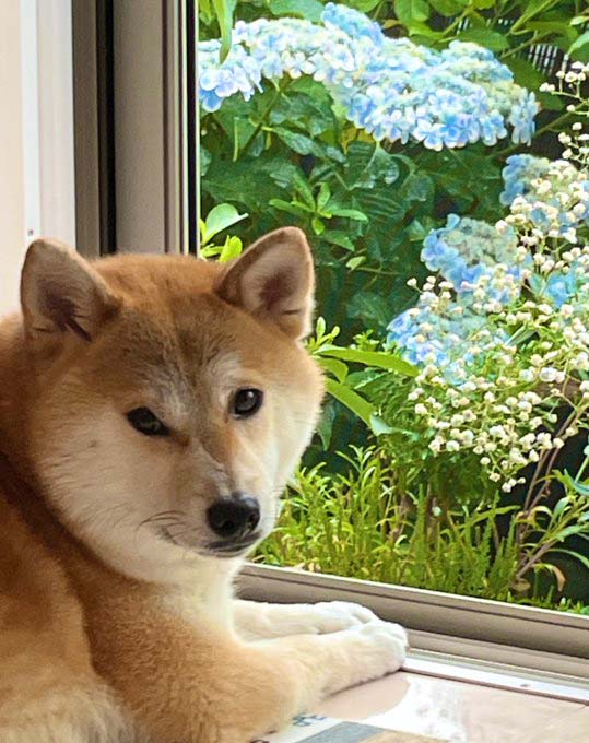 柴犬