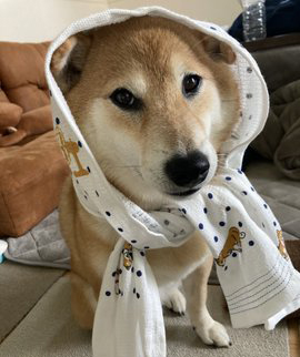 柴犬