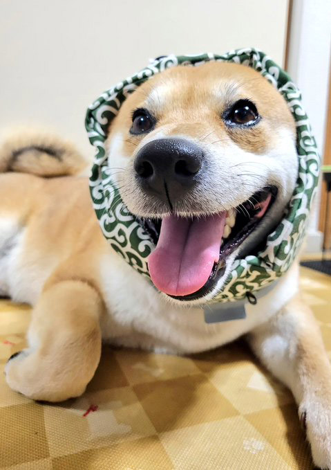 柴犬