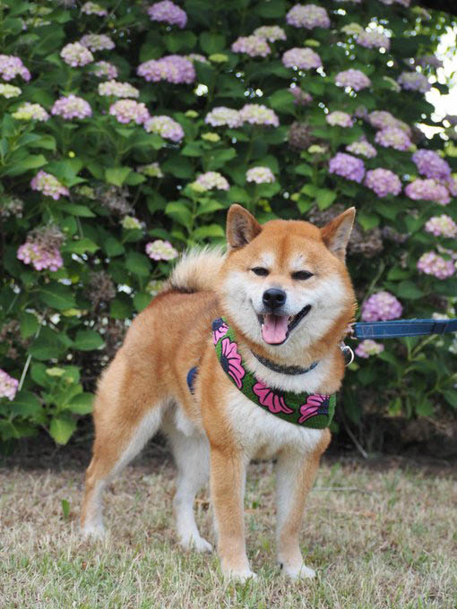 柴犬