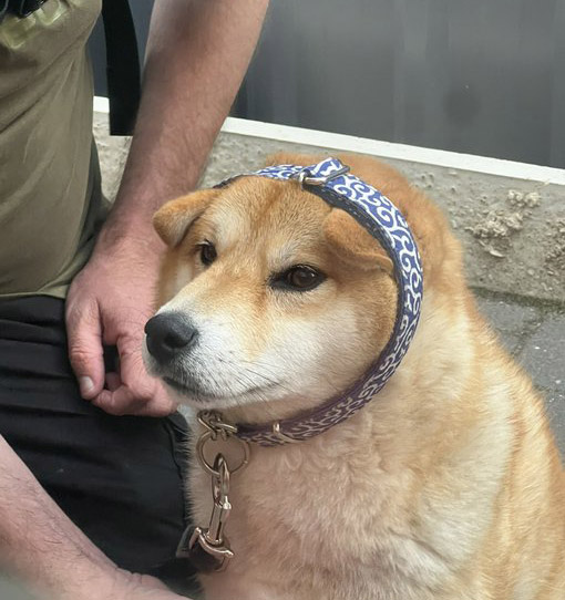 柴犬
