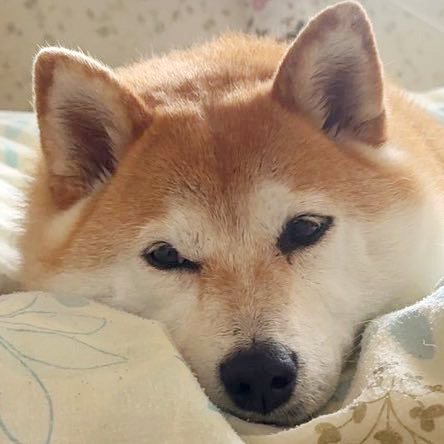 柴犬