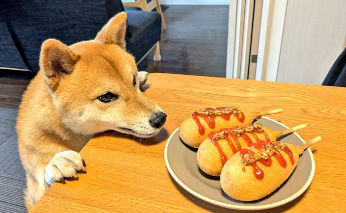 柴犬
