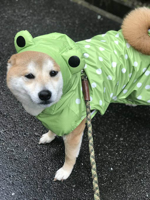 柴犬