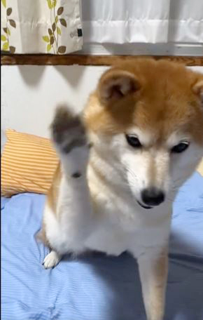 柴犬