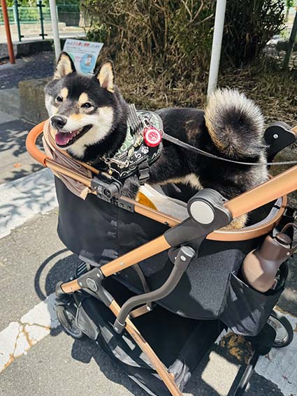柴犬